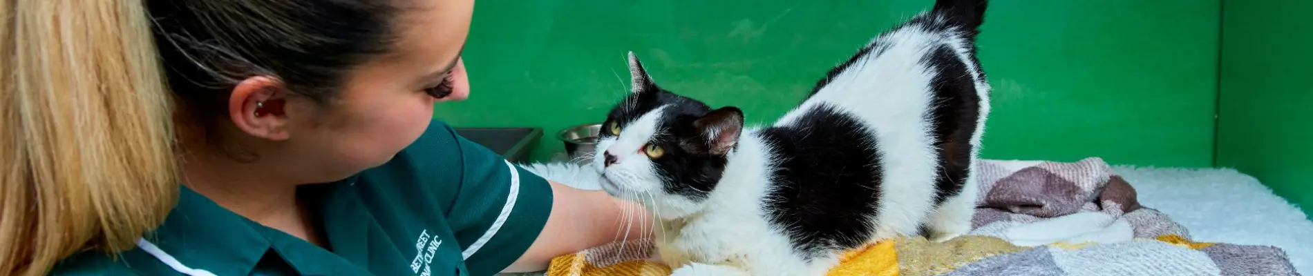 Image showcasing Feline Leukaemia in Kittens: What Every Cat Owner Should Know | Barton ...