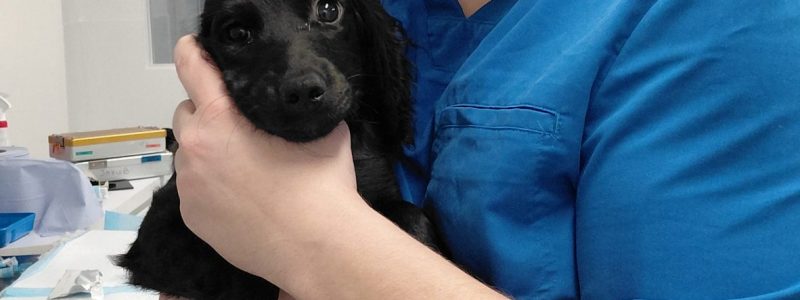 Ralphie's Case study