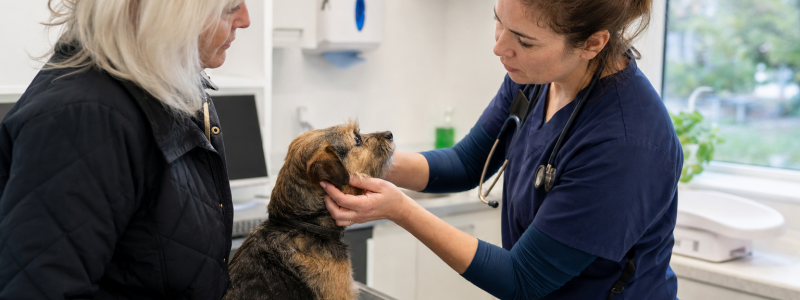 What to Do If Your Pet Gets Sick in Barton