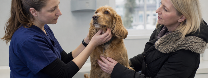 When Does Your Pet Need Surgery?