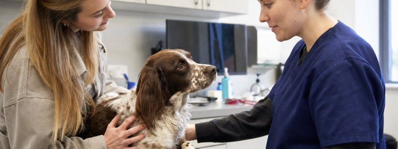 Dog Behaviour Tips for Barton Owners