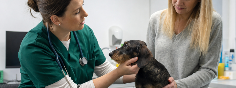 Why Local Pet Owners Trust Barton Vets