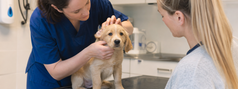 Puppy & Kitten Health Checks Explained