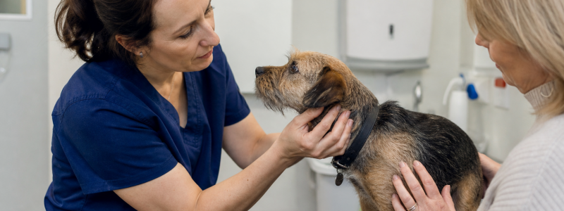 How to Contact Barton Vets