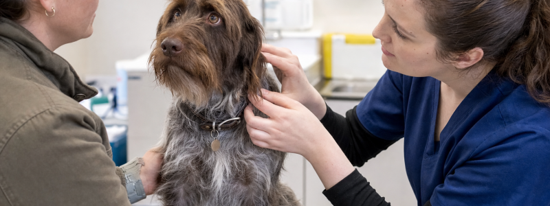 Seasonal Pet Health Risks in North Lincolnshire
