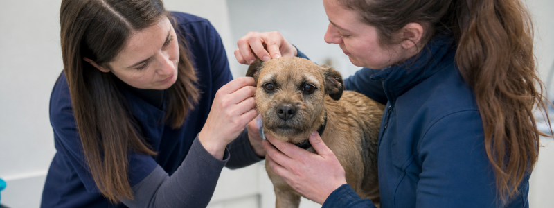 What Happens During a Pet Health Check in North Lincolnshire?