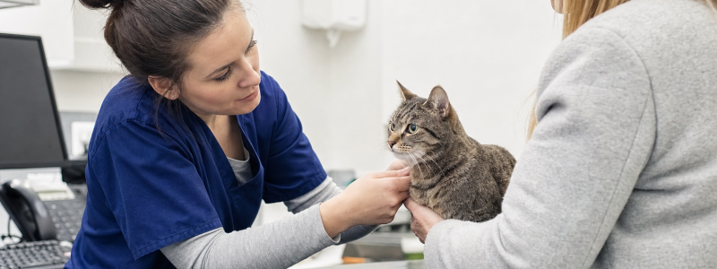 Cat VIP Plan Benefits in North Lincolnshire