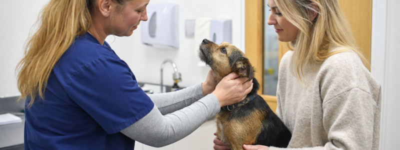 Free Pet Insurance Explained for Barton Pet Owners