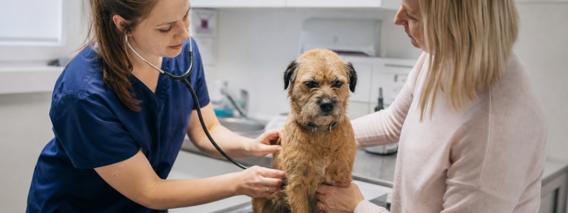 Choosing the Right Vet in Barton: What to Look For