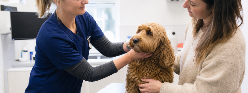The Role of Preventative Care in Pet Longevity