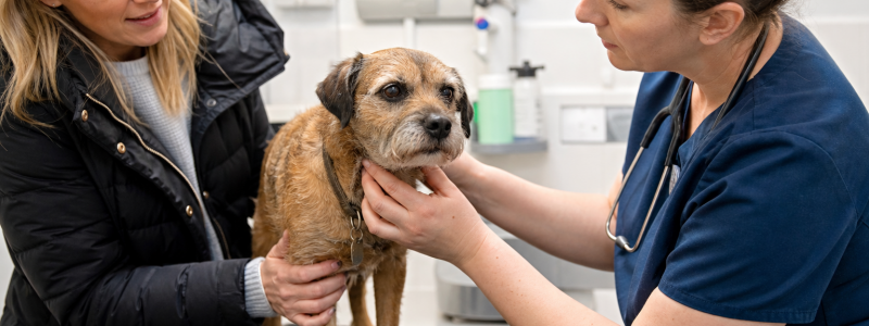 Why Registering with a Vet Early Matters in North Lincolnshire