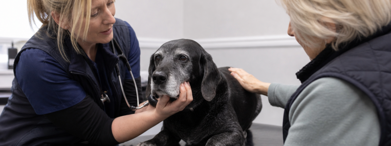 Senior Pet Care in North Lincolnshire