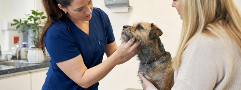 Exploring Current Vet Offers in Barton