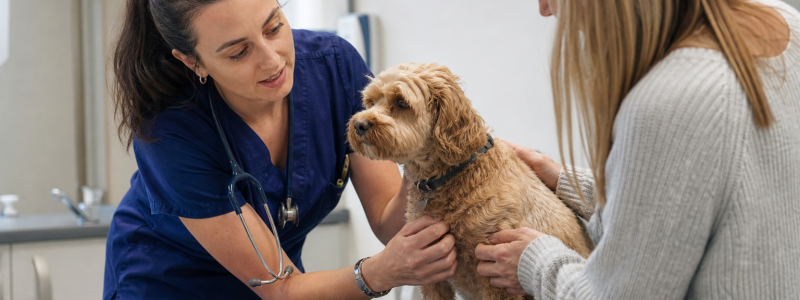 How Much Does a Vet Cost in North Lincolnshire?