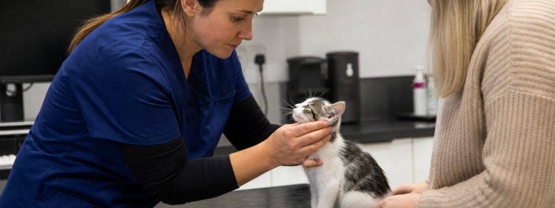 Kitten Care Tips for Barrow and New Holland Residents