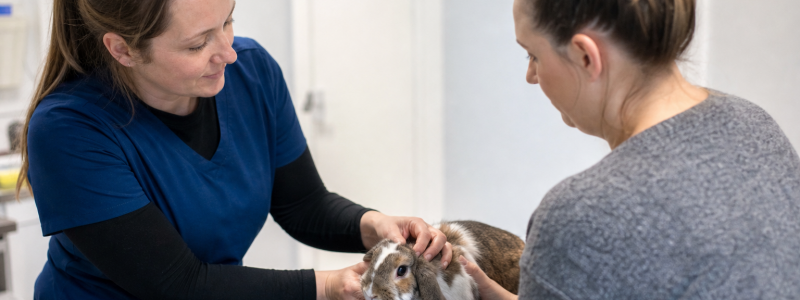 Rabbit Care Advice for Barton Owners