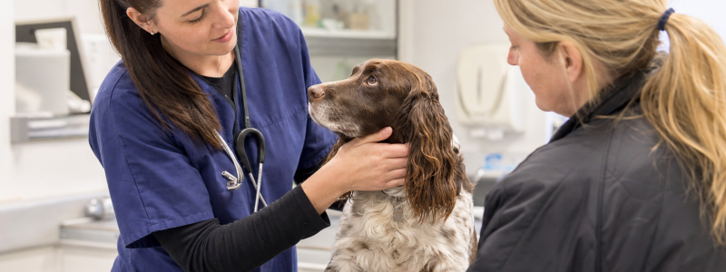Pet Insurance Explained for Barton Owners