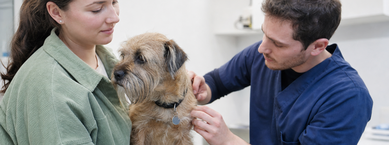 Flea Prevention Tips for Pets in Goxhill